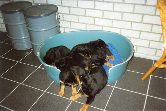 puppy's B-nest